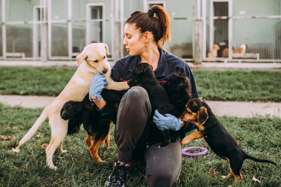 Volunteer cuddling and playing with puppies.