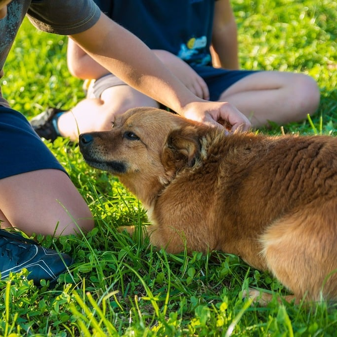 Animal Welfare Activities